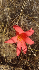 Cyrtanthus galpinii