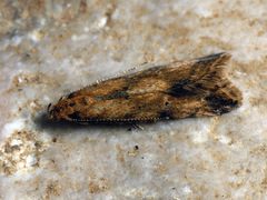 Brachmia blandella