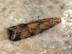 Brachmia blandella