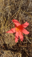Cyrtanthus galpinii