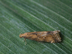 Brachmia blandella