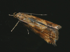 Brachmia blandella