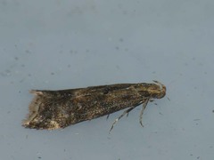Brachmia blandella