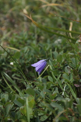 Campanula tatrae tatrae