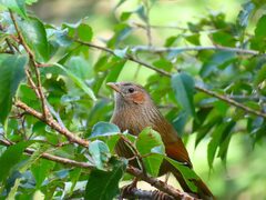 Trochalopteron lineatum