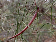 Vincetoxicum lineare
