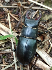 Lucanus ibericus