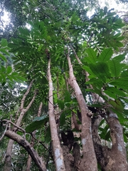 Davidsonia jerseyana