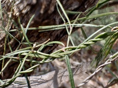 Vincetoxicum lineare