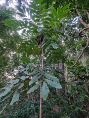 Davidsonia jerseyana