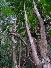 Davidsonia jerseyana