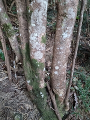 Davidsonia jerseyana