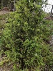 Juniperus communis
