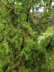 Juniperus communis