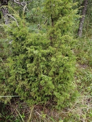 Juniperus communis