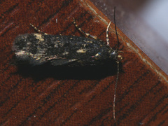 Bryotropha affinis