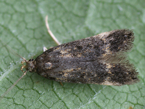 Bryotropha affinis (Haworth, 1828)