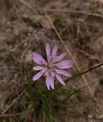 Scorzonera rosea