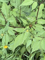 Bidens frondosa