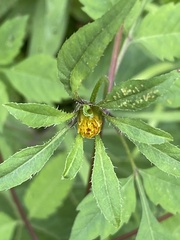 Bidens frondosa