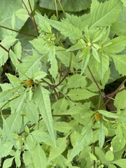 Bidens frondosa