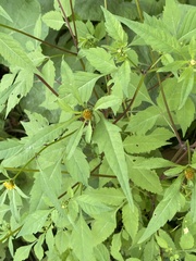 Bidens frondosa