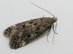 Bryotropha galbanella