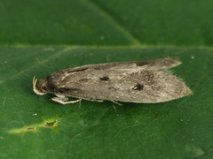 Bryotropha galbanella