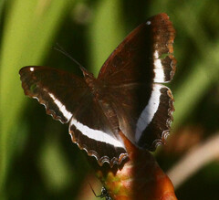 Eurytela hiarbas