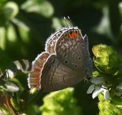 Euchrysops