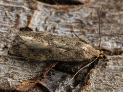 Bryotropha senectella