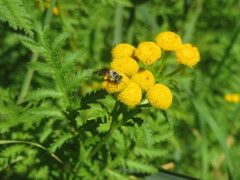 Colletes daviesanus