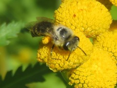 Colletes daviesanus