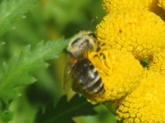 Colletes daviesanus