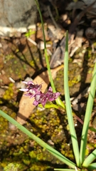 Wurmbea dioica