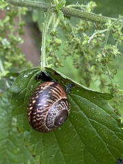 Arianta arbustorum