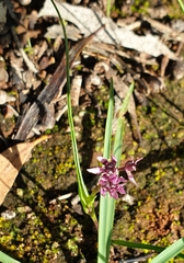 Wurmbea dioica