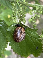 Arianta arbustorum