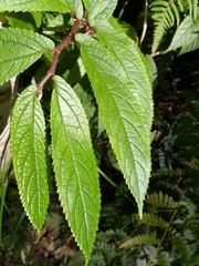Elatostema reticulatum