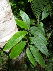 Elatostema reticulatum