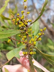 Acacia dorothea