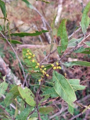Acacia dorothea