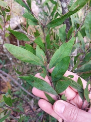 Acacia dorothea