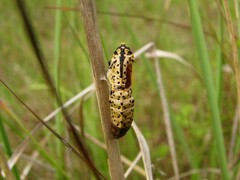 Aporia crataegi