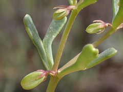 Roepera ovata