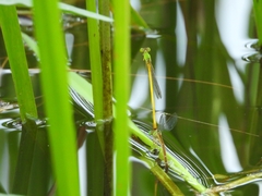 Ceriagrion indochinense