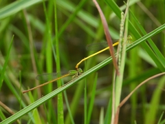 Ceriagrion indochinense