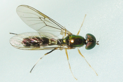 Sargus fasciatus