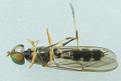 Sargus fasciatus
