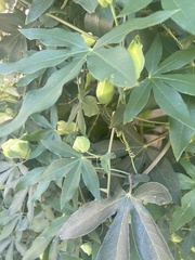 Passiflora caerulea